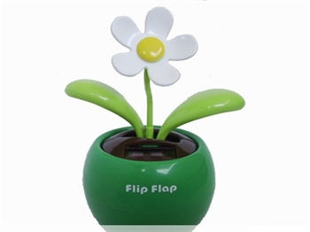 Bild von Flip Flap Grün mit weißer Blüte